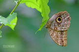 Banded  Owl Butterfly - Caligo atreus