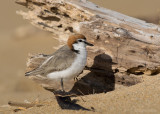 Roodkopplevier - Red-capped Plover - Charadrius ruficapillus