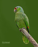 Geelwangamazone Papegaai - Red-lored Parrot - Amazona autumnalis salvini
