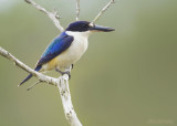 Macleays IJsvogel - Forest Kingfisher - Todiramphus macleayii