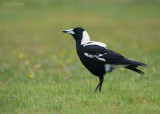 Zwartrugfluitvogel - Australian Magpie - Gymnorhina tibicen