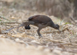Liervogel - Superb Lyrebird - Menura novaehollandiae
