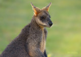 Moeraswallaby - swamp wallaby - Wallabia bicolor