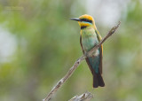 Regenboogbijeneter - Rainbow Bee-eater - Merops ornatus