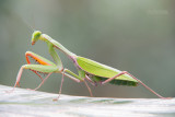 Bidsprinkhaan - Giant Rainforest Mantid - Hierodula majuscula
