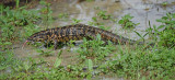 Reuzentegu - Tiger Lizard or Golden tegu - Tupinambis teguixin