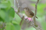 Huiswinterkoning - House Wren - Troglodytes aedon