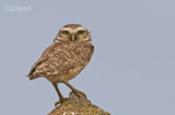 Holenuil - Burrowing Owl - Athene cunicularia