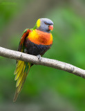 Lori van de Blauwe Bergen - Rainbow Lorikeet - Trichoglossus moluccanus