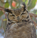 Magelhaenoehoe - Lesser Horned Owl - Bubo magellan