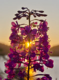 sunset fire weed