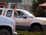 Driving Deer 