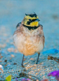 Horned Lark