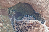 peregrine chicks  San Diego, CA