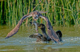 Osprey and cormorant