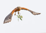 red shouldered hawk