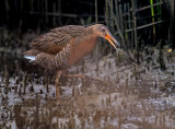 clapper rail