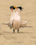 elegant terns courting