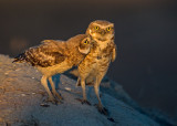 burrowing owl (mom and chick)