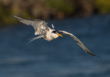 tern shake