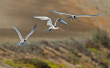 elegant terns