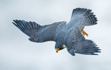 peregrine falcon