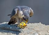 peregrine eating western tanager