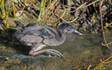 clapper rail chick