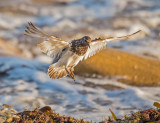 black turnstone