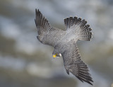 peregrine (male)