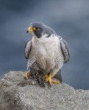 peregrine and sparrow