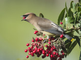 cedar waxwing