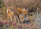 foxes2.jpg