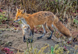 fox & cub