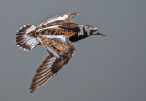 ruddy turnstone