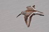 dunlin