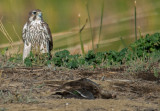 prairie facon and duck