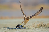 harrier and the coot