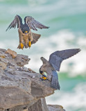 peregrines and lunch