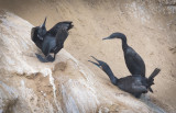 Brandt cormorant courting