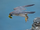 peregrine and warbler