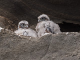 peregrine chicks 3 weeks old