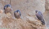 peregrines...the family