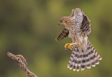 coopers hawk and mouse