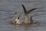 black tern bathing