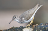 spotted sandpiper