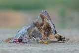 Harrier fight -  juvie and an adult