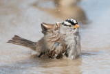 white crowned sparrow