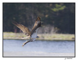 balbuzard  pecheur / osprey