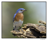 merle bleu / eastern bluebird